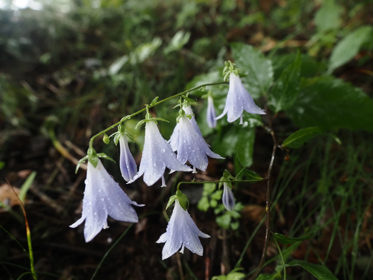 山野草・ソバナ